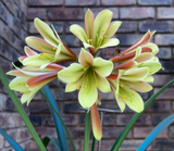 87-2026 Seedlist - Blood Money x Stargreen-X (Price is per packet of 2 seeds, Quantity is number of packets you are purchasing)