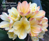 Young plant - Dancing Fairy (Gardenii Blush Green Tips) x Tselane (Hattori Blush)