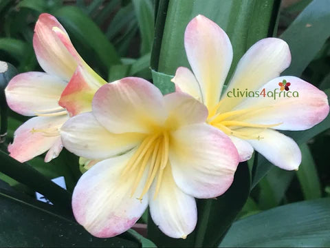 Seedlings - Hattori Shygirl (Hattori Pink Blush) x Self