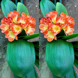 149-2026 Seedlist - EXTREMELY Broadleaf Daruma Bicolour x Self (Price is per packet of 2 seeds, Quantity is number of packets you are purchasing)