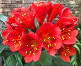 259-2026 Seedlist - Lady Danger x Self (Price is per packet of 2 seeds, Quantity is number of packets you are purchasing)
