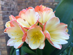 Seedlings - African Lighthouse x Hattori Pico Perfect