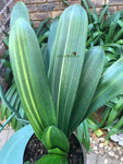 Seedlings - Variegated Broadleaf x Variegated Ngome Interspec