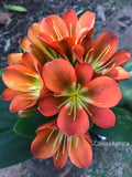 Seedlings - Kaki x Night Fury