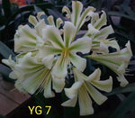 Seedlings - Miniature Yellow clivia x Pumpkin Spice