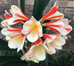 Seedlings - Curley Coral x Flintstone Gold