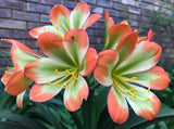 Seedlings - Why so Shy (Hattori Pink Versicolou) x Tabasco