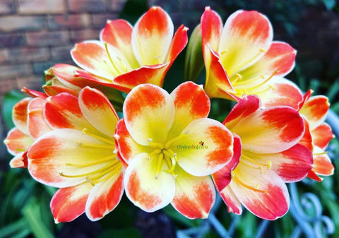 Seedlings - Hattori Hoity Toity x Hattori Pico Perfect