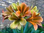 Twin (2) Seedlings - Jack Daniels x Bravo