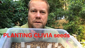 Planting Clivia Seeds