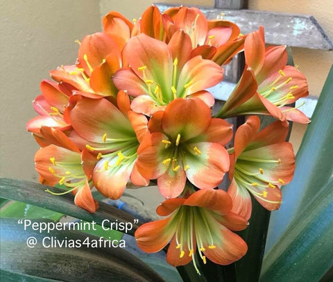 Seedlings - Peppermint Crisp x Oasis
