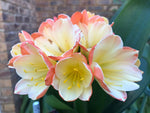 Seedlings - Sassy Lady x Hattori Reverse Picotee