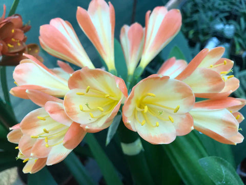 Seedlings - Sassy Lady x Hattori Reverse Picotee