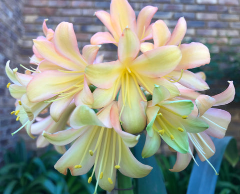 Seedling - Twinkle Star x Selfed