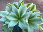 Seedlings - Kabouter x Congo