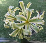 Seedlings - Johnny Bravo x Starbucks