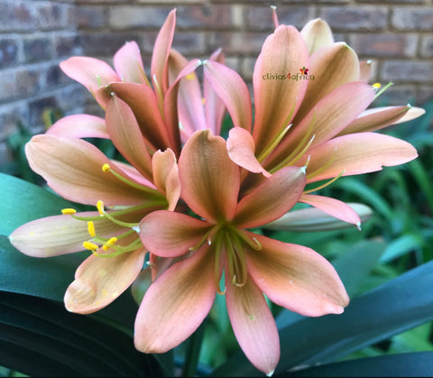 Seedlings - Kaki x Star Dream