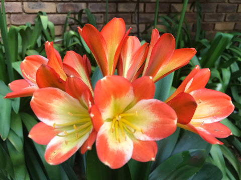 Seedlings - African Sunset x Self