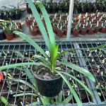 Seedlings - Dwarf Gardenii x Self