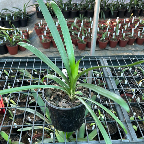 Seedlings - Dwarf Gardenii x Self