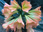 Seedlings - Vintage x Hattori Why so Shy