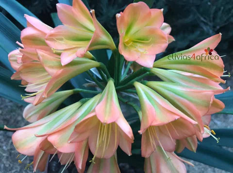 Seedlings - Vintage x Hattori Why so Shy