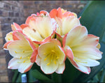 Seedlings- Hattori Pico Perfect x Hattori Tselane