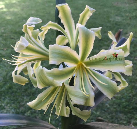 Seedlings - Starbucks x Hattori Pico Perfect