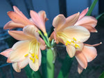 Seedling - Strawberry Whisper x Hattori Tselane