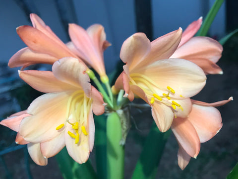 Seedling - Strawberry Whisper x Hattori Tselane