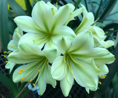 Seedlings - Japan x Kabouter