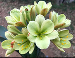 Seedlings - Miniature clivia x Green Pepper
