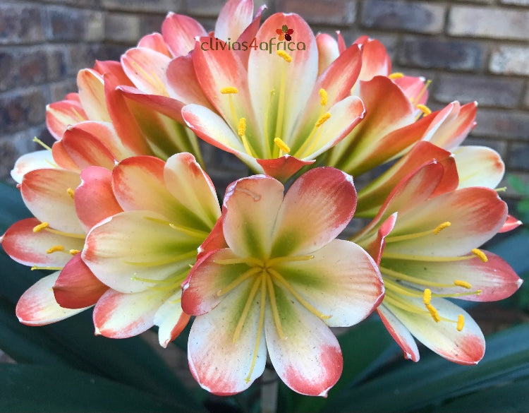 Seedlings - Turbo Rabbit x Self – Clivias4africa.co.za