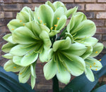 Seedlings - Japan x Kabouter