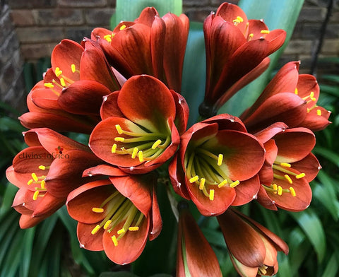Seedlings - Jack Daniels x Dark Bronze Miniature