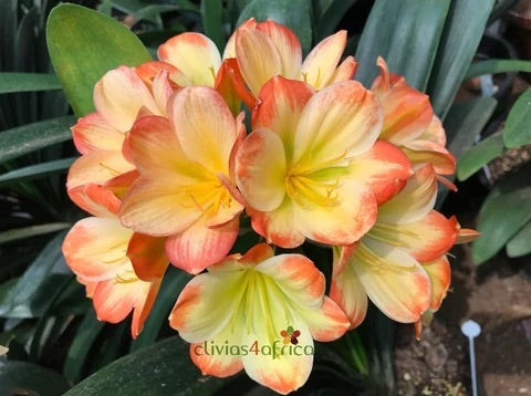 Seedlings - Hattori Versicolour x Applejack