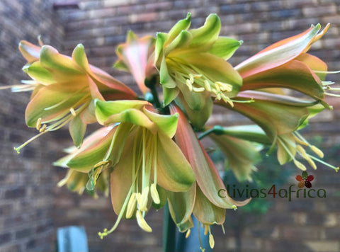 Seedlings - African Prince x Fiona