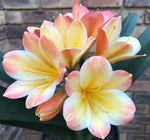 Seedlings - Cupcake (B4M x Tangelo) x Star Dream