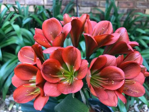 Seedlings - Old Brown Sherry x Batman
