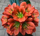 Seedlings - Miniature seedling - Buzzboy x Self