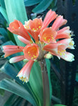 Seedlings - African Lighthouse x Hattori Pico Perfect