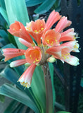 Seedlings - African Lighthouse x Hattori Pico Perfect