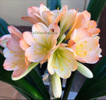 216-2025 Seedlist - C4A Blush x Stargreen Dusty Rose (Price is per packet of 2 seeds, Quantity is number of packets you are purchasing)