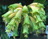 Two Twin Seedlings - Braveheart (Ngome Interspec) x Green Sun