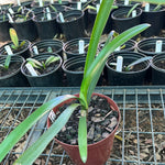 Seedlings - Dwarf Gardenii x Pumpkin Spice