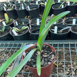 Seedlings - Dwarf Gardenii x Pumpkin Spice