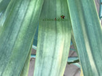 Seedlings - African Lighthouse x Stargreen4africa