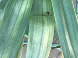 Seedlings - African Lighthouse x Stargreen4africa