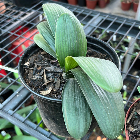 Seedling - Dwarf Broadleaf Daruma