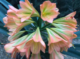 Seedlings - Vintage x Flintstone Gold